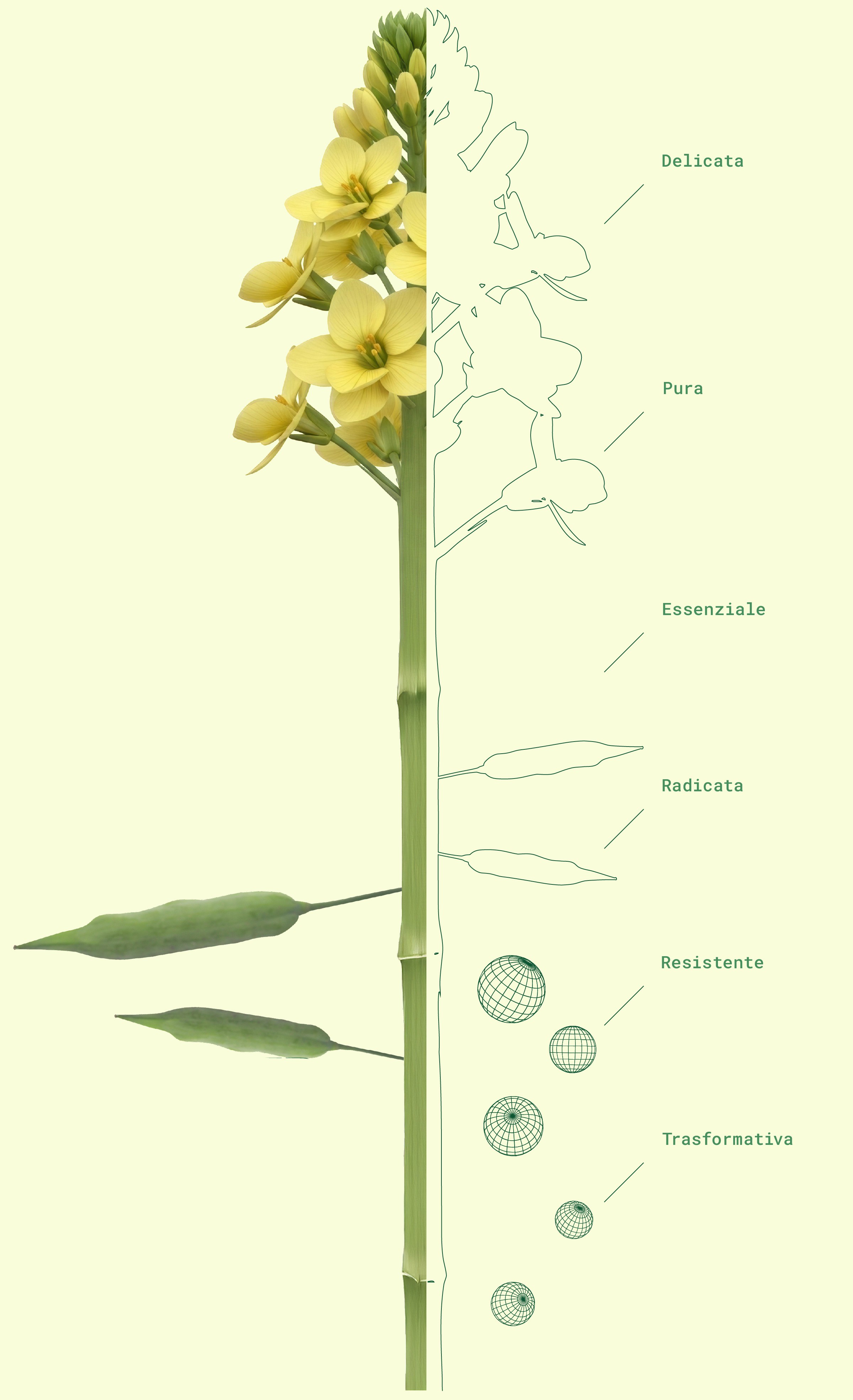 La pianta di senape