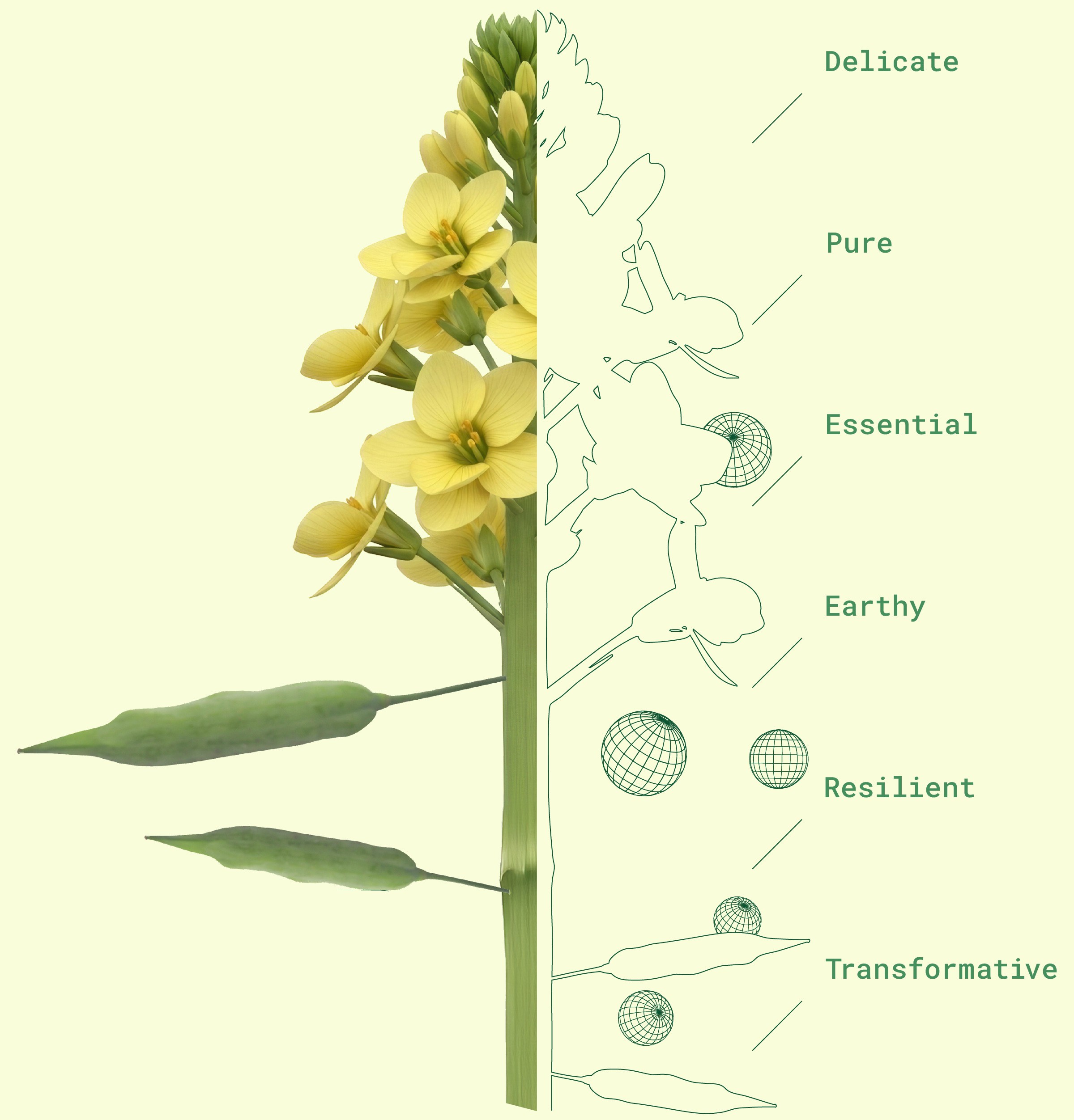 The mustard plant